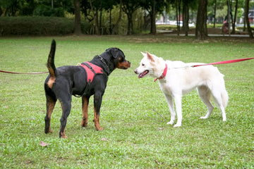 Dog Harness vs Collar