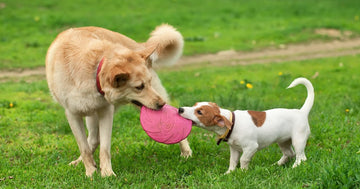How to Keep Your Pet Healthy and Active