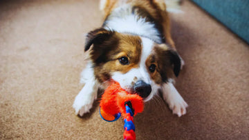 How to Mentally Stimulate Your Dog