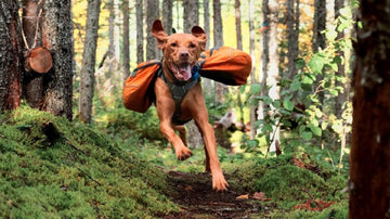 Outdoor Dog Gear for Hiking