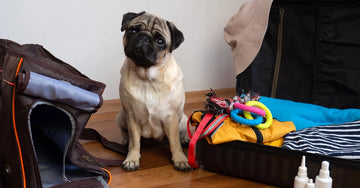 What to Pack for Dog Road Trip