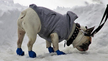 how to protect dog paws in winter